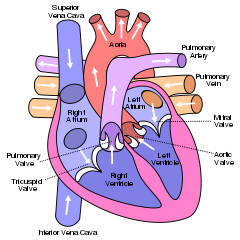 240px-Diagram_of_the_human_heart_(cropped).svg.png