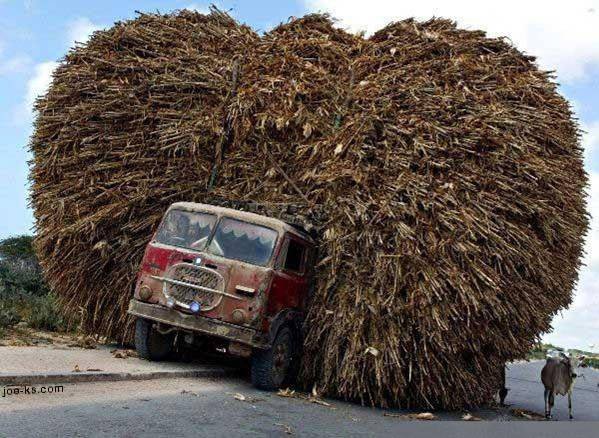 CowLoad.jpg