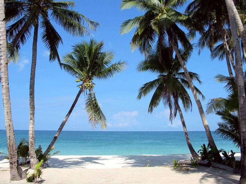 boracay_palm_trees1.jpg