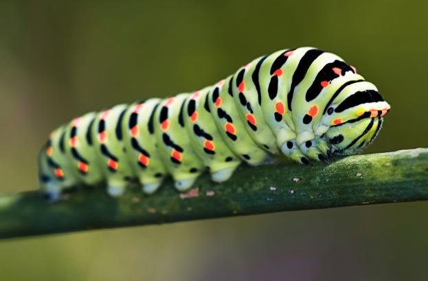 caterpillarswallowtail_iStock_623.jpg