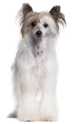 chinese-crested-powderpuff.jpg