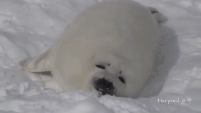 cute-baby-harp-seal-eating-snow-in-the-e