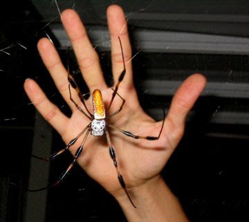 heather-banana-spider.jpg