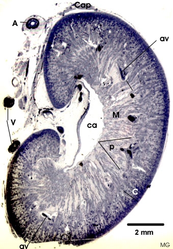 njure-1.jpg