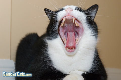 pictures-of-cats_dax-big-yawn_03.jpg