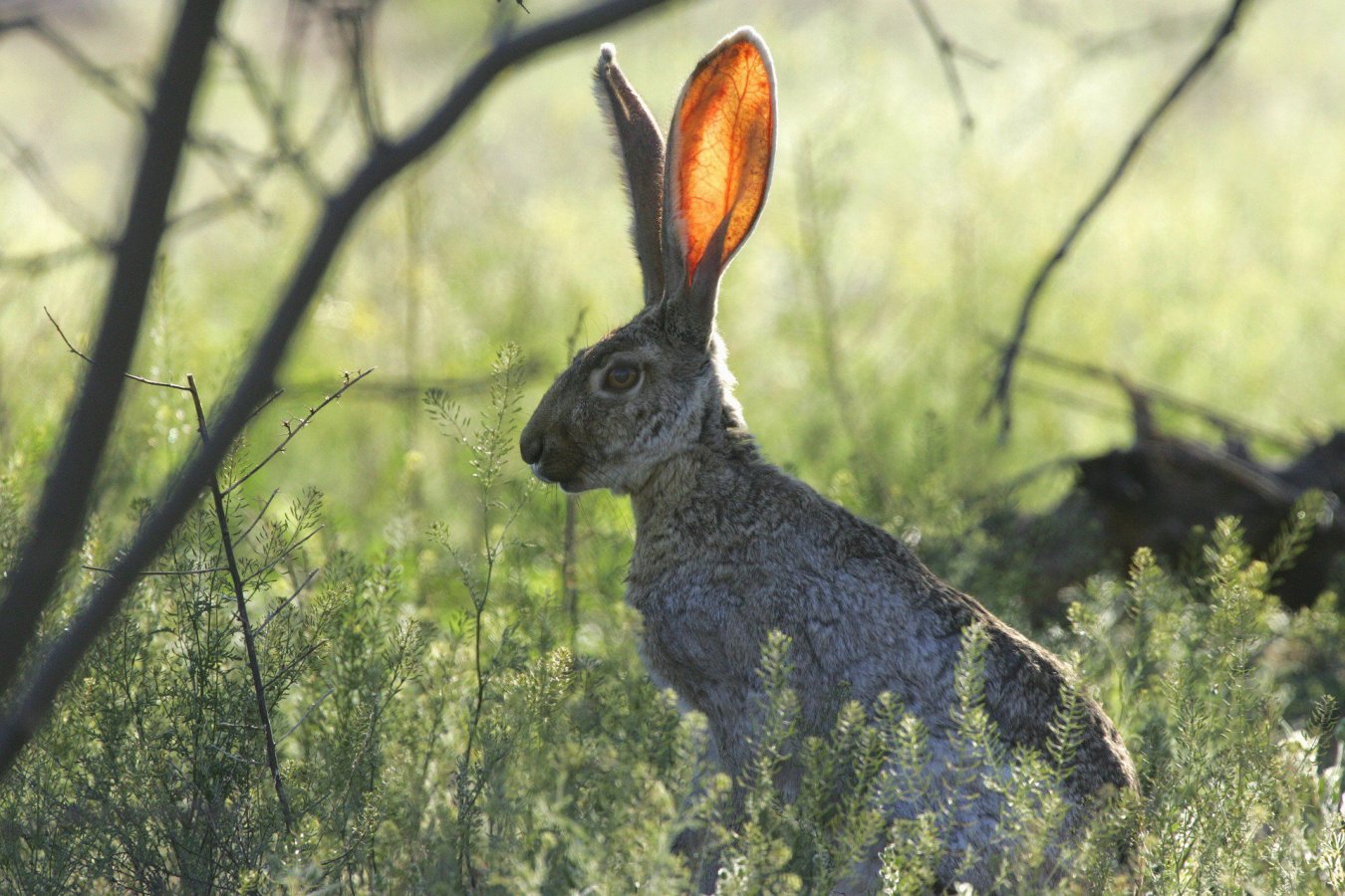 jackrabbit-673965_1920.thumb.jpg.810b66f2f5743348d04a51a873716a88.jpg